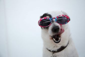 Hundejahre in Menschenjahre umrechnen Hundejahre in Menschenjahre umrechnen